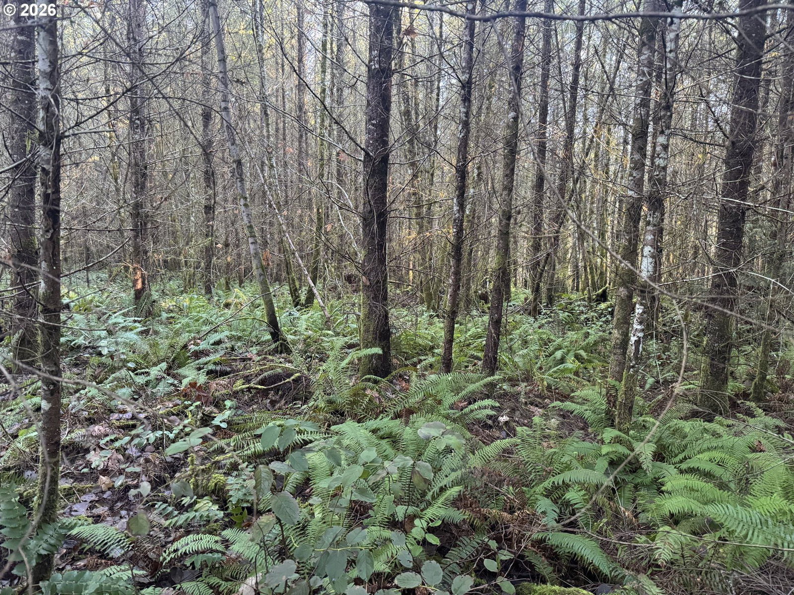 Primary listing photo, 233 SHY BEAR RD, Toutle, WA, 98649